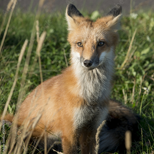 Close-up of Red Fox (Vulpes vulpes), Green Gables, Prince Edward © klevit
