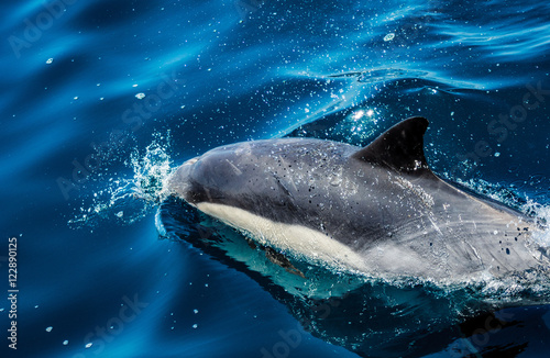 Dolphin splashes in the beautiful azure blue ocean