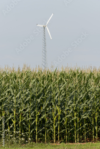 Wind turbine in corn field, Summerside, Prince Edward Island, Ca photo