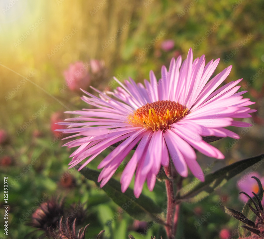 Obraz premium Beautiful pink autumn flowers among green plants/Beautiful pink autumn flowers among green plants