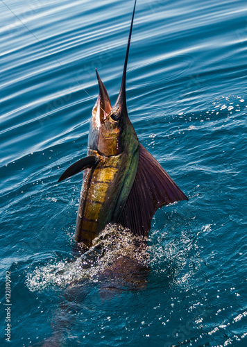 Tableau sur toile Sailfish on a fishing line in Sea of Cortez