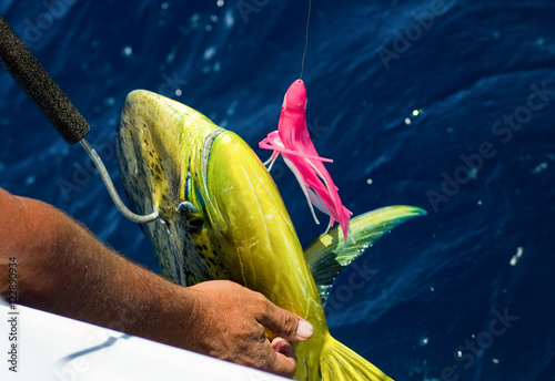 Dorado on fishing line and gaff aught in Sea of Cortez Baja Mexico photo