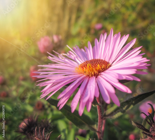 Beautiful pink autumn flowers among green plants Beautiful pink autumn flowers among green plants