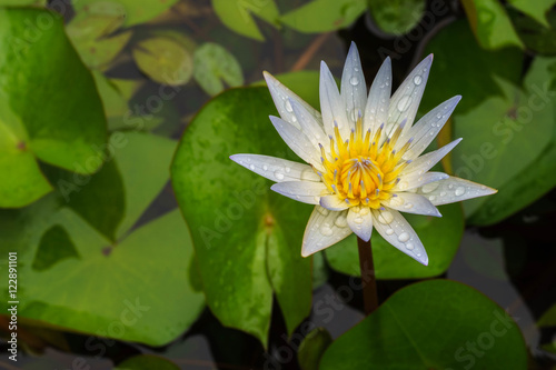 Beautiful White lotus in rainny day at pool.