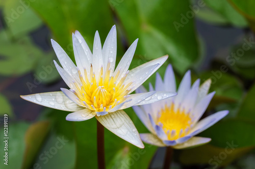 Beautiful White lotus in rainny day at pool.