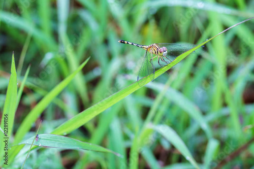 Dragonfly in the field © arrowsmith2