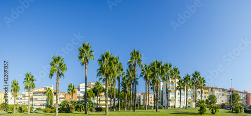 parc avec palmiers