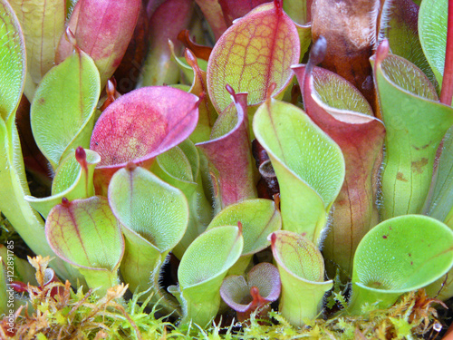 Carnivorous plant Heliamphora photo