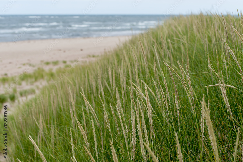 Grass on the beach, York Point, Prince Edward Island, Canada Grass on the beach, York Point, Prince Edward Island, Canada