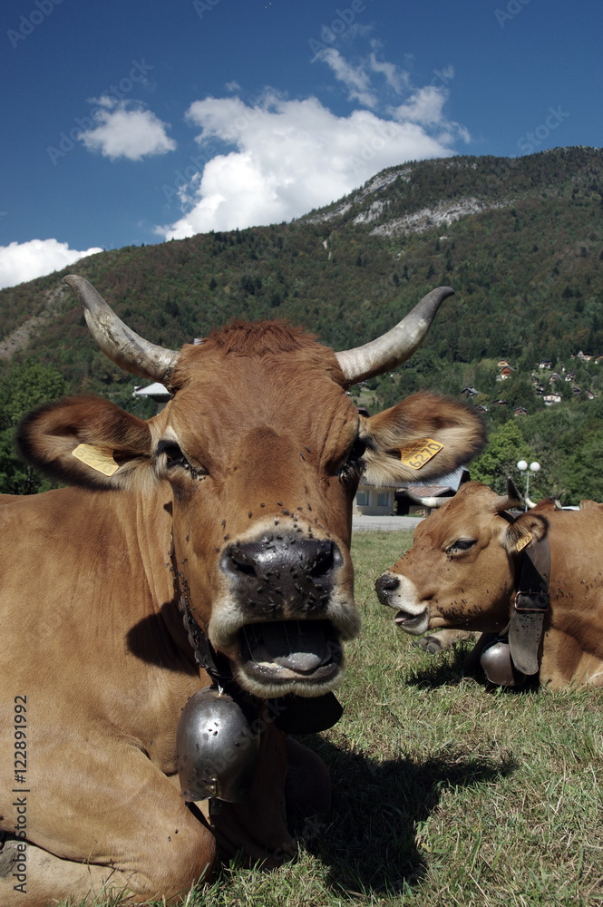 vache en alpage vache en alpage