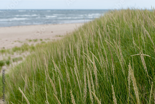 Grass on the beach, York Point, Prince Edward Island, Canada