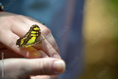 touch down butterfly on hand man in the summer