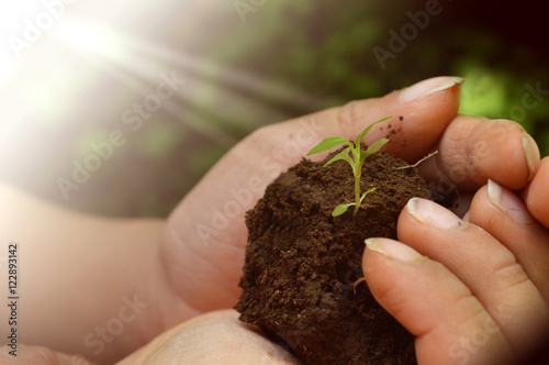 El crecimiento de una nueva empresa se inicia con mucho esfuerzo desde el nacimiento de una planta y va creciendo hasta ser un árbol grande. 