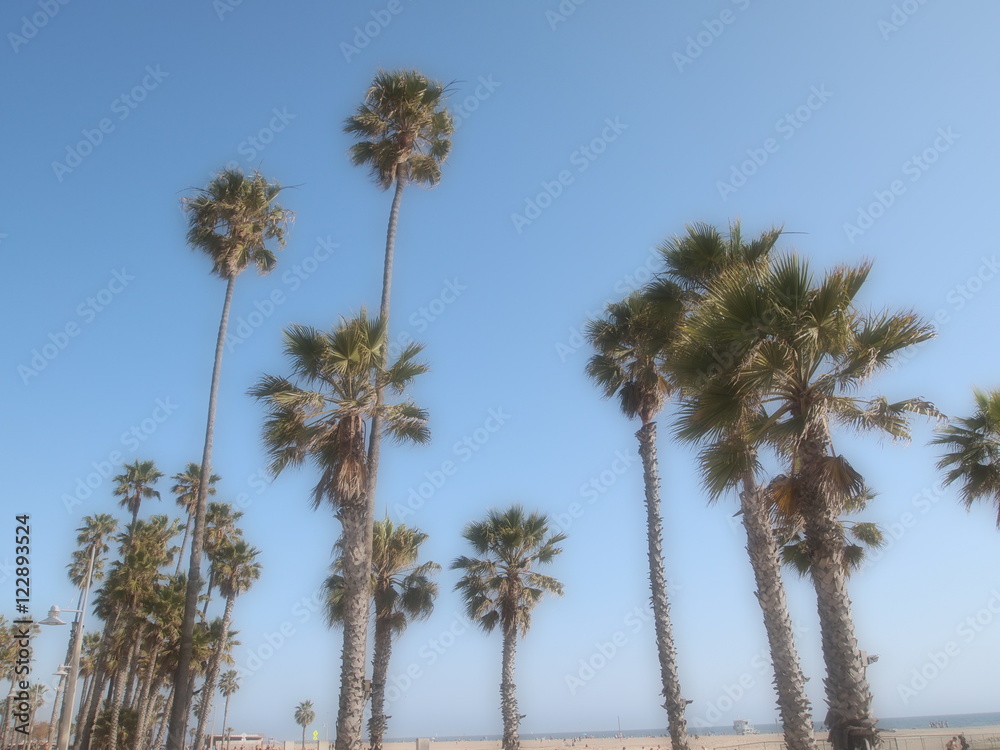 Obraz premium Palm Trees