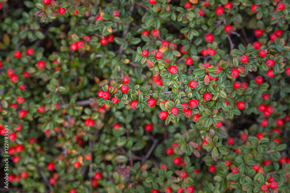 autumn berries on ornamental shrubs. selective sharpness