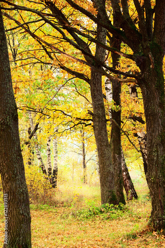 Autumn oak grove
