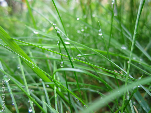 Raindrops on the green grass Raindrops on the green grass