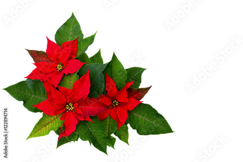 Flowers of red poinsettia (Euphorbia pulcherrima) with space for text on white background. Flat lay