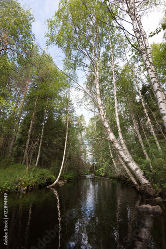 trees over the river