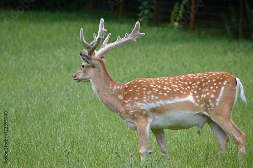 Forest animals fallow deer looks into the distance