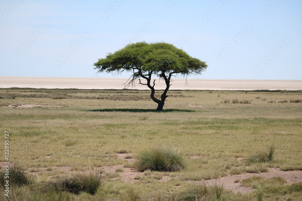 View to acacia tree and salt pan in Etosha National Park Namibia, Africa View to acacia tree and salt pan in Etosha National Park Namibia, Africa