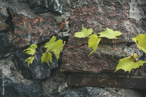 Young branch of grapes on a background of stone granite wall. Coloring and processing photos in vintage style