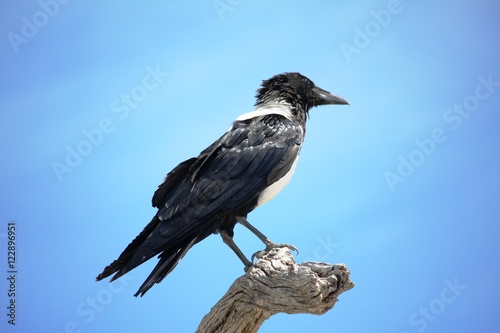 Pied crow lives in Africa