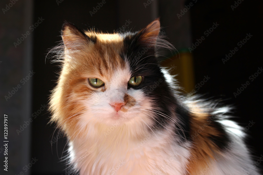 Calico cat close-up portrait over dark blurred background