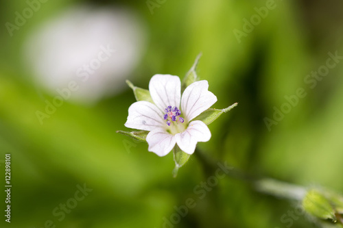 Geranium Wilfordii Maximowicz. White delicate flower on a natural green background