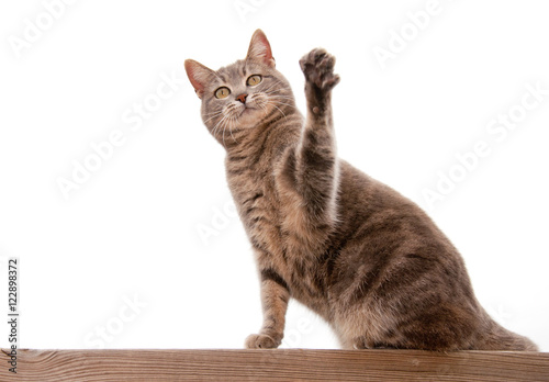 Blue tabby cat with a raised paw on white
