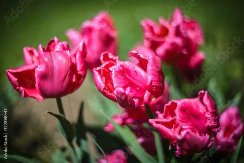 Close up photo of pink parrots tulips in garden.