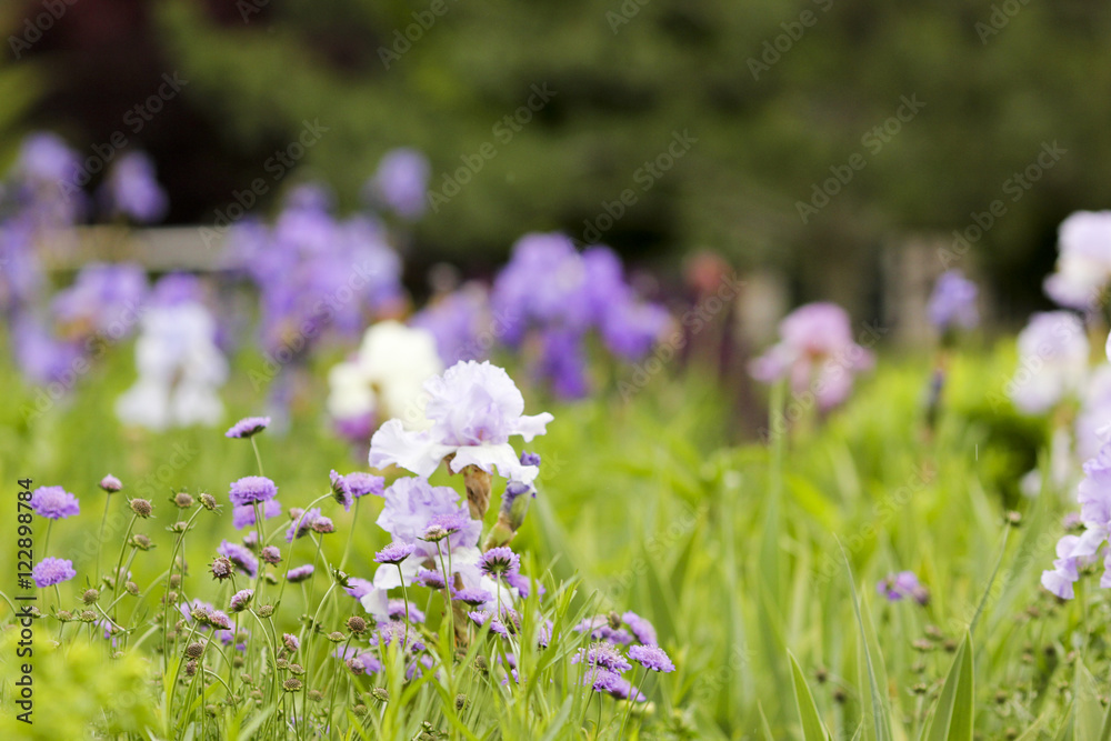 Spring Spring