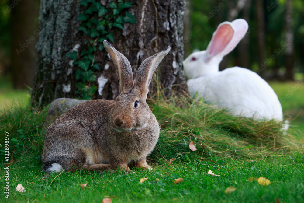 Obraz premium two rabbits on a green