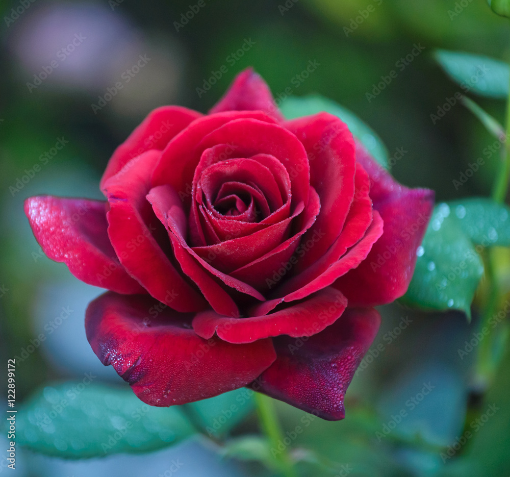 Close up of red,elegant rose Duftzauber 86 with water drops on petals. Close up of red,elegant rose Duftzauber 86 with water drops on petals.