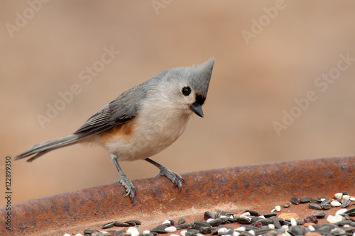 Cute little Tufted Titmouse at a feeding station looking for seeds