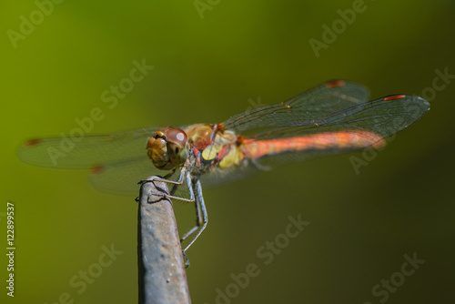 Close up of red dragonfly against green background.