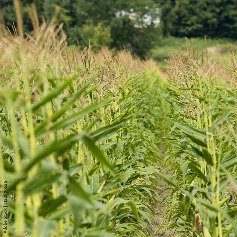 Obraz premium que13001