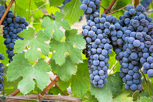 Vineyard grape cluster photo