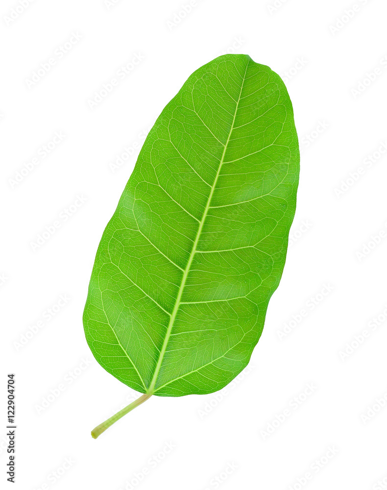 Green leaf Pho leaf, (bo leaf,bothi leaf) isolated on white Green leaf Pho leaf, (bo leaf,bothi leaf) isolated on white
