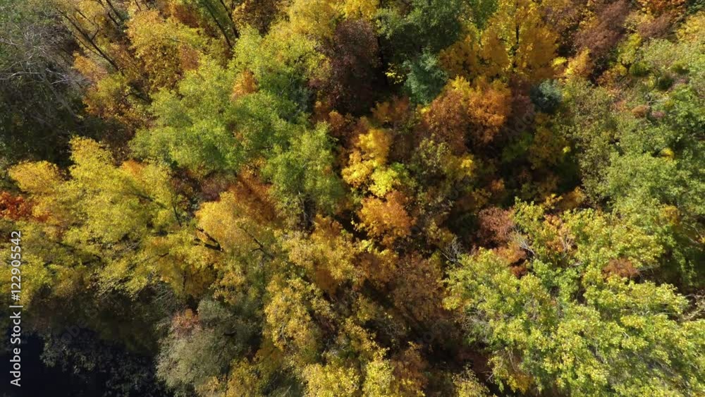 flight over the autumn forest flight over the autumn forest