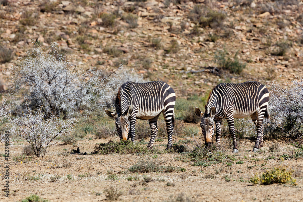 Two Zebras eating grass in Mountain Zebra Two Zebras eating grass in Mountain Zebra