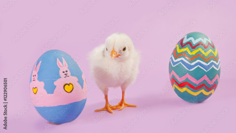 Baby chick with two colorful Easter eggs on pink background