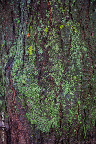 texture of tree bark covered with lichen
