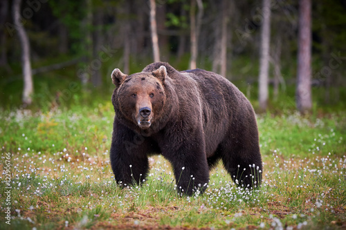 Male brown bear © lucaar
