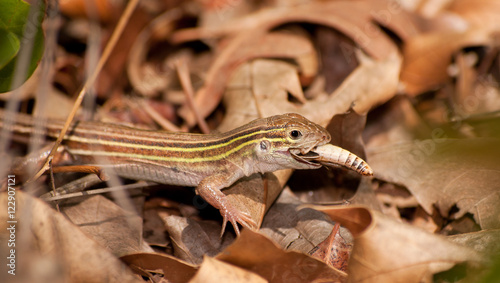 Canvas-taulu Six-lined Racerunner whiptail eating a grasshopper in underbrush