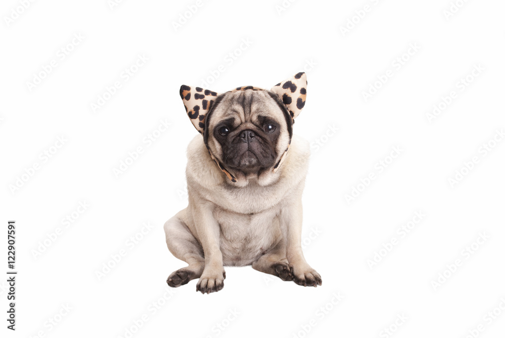 Pug leopard sales