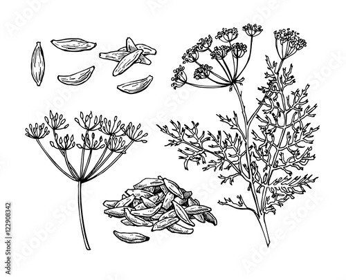 Foto Caraway vector hand drawn illustration set. Isolated spice objec