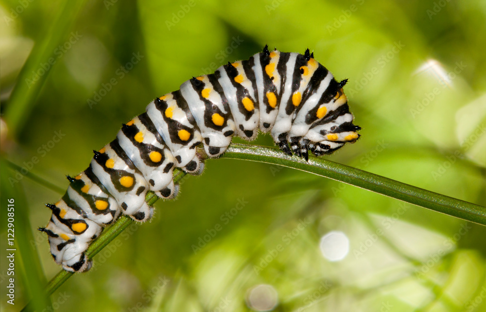 Beautiful black, white and yellow Black Swallowtail caterpillar Beautiful black, white and yellow Black Swallowtail caterpillar
