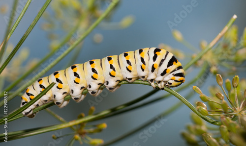 Black Swallowtail caterpillar eating a dill stem