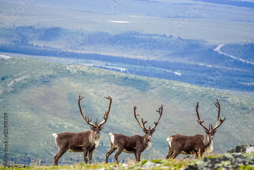 Three curious caribou